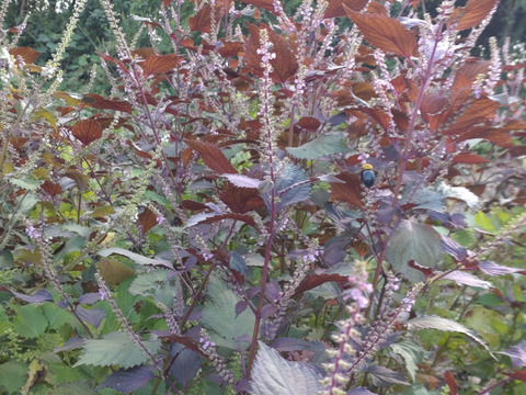 赤紫蘇の実の小枝、30本（※10cmほどの短い小枝☆赤紫蘇の実は生薬で「蘇子」と言われます☆🏣ゆうパック