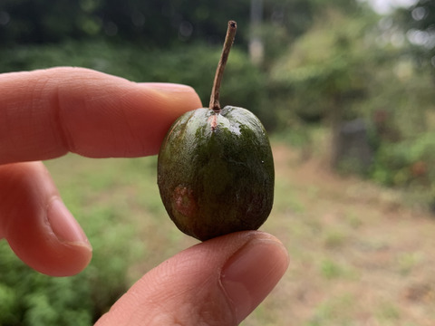 濃厚！甘酸っぱ～い『ベビーキウイ』家庭用 140g