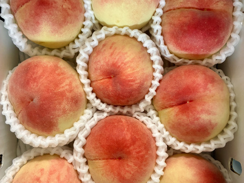 【すぐ発送！🍑朝採れ山梨白桃】約３キロ！特大～中サイズ８～１１個！一度食べたら忘れられない  その時期一番おいしい品種をお届け【品種おまかせ】