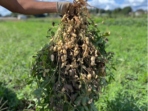 北総大地　寒暖差10度以上【農薬・化学肥料不使用】「旬野菜セット」Mサイズ 8〜9品