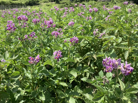 グランドペチカ、タワラマゼランなどのタワラシリーズ自然栽培じゃがいもミックス3kg