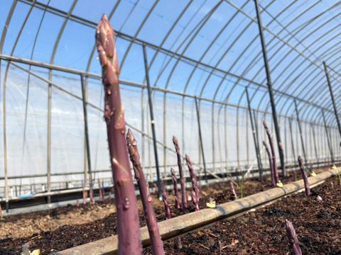 【希少】紫アスパラガス　700g