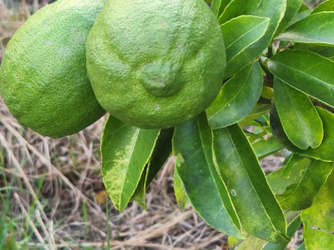 初物❗エコ箱入りレモン息子(栽培期間中農薬不使用・有機肥料・ノーワックス)皮まで食べて❗(2kg)