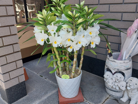 【母の日ギフト】今季初登場!!愛知県育成品種“フォーミディブル愛燦々”6本立