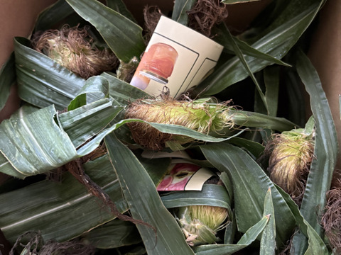 朝収穫して当日発送！とうもろこしゴールドラッシュ約5k 2Lサイズ11本〜12本