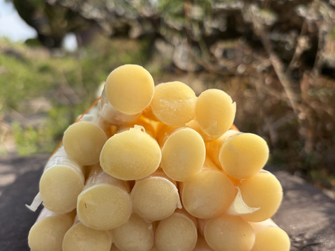 香川県産ホワイトアスパラ　Lサイズ1キロ「さぬきのめざめ」