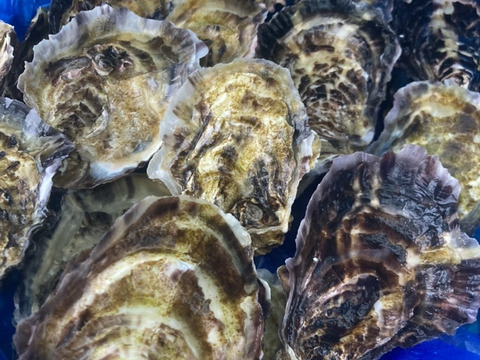 甘みと濃厚さ抜群の極上牡蠣！【OMAKI】10個入り