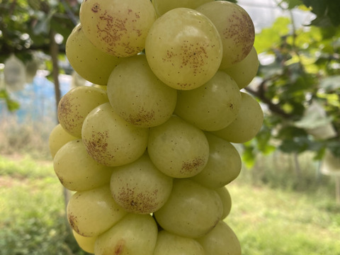 岡山県産✨【レア品種】✨紅環（べにたまき）夏の疲れを癒やしてくれる🎶爽やかな酸味と甘さ✨1kg 2房入
