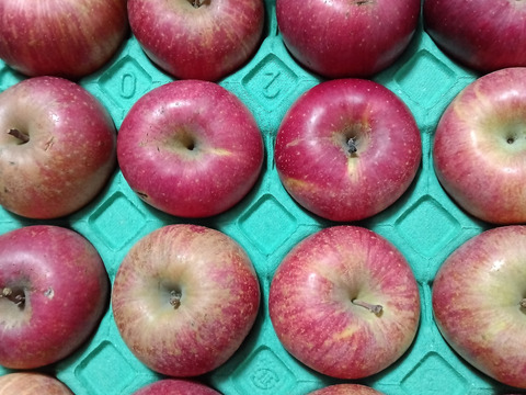 【スマートフレッシュりんご】木成り完熟「サンふじ家庭用5ｋｇ」