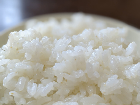 【SALE】令和4年度新潟県長岡産コシヒカリ玄米10kg【精米無料】