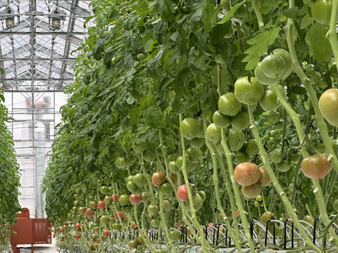 パリッと！新鮮！大玉トマト＋ミニトマトの4品種ランダムお楽しみセット【3袋＋3パック】