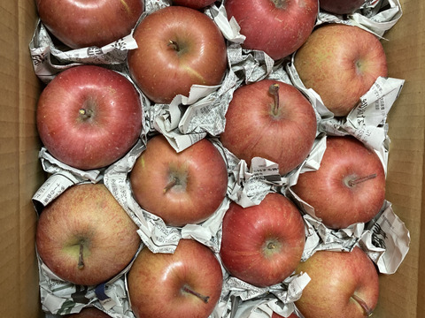 サンふじ SS小玉ちゃん約16玉（約2.5㎏）
昨年好評をいただいたSSサイズのかわいいりんごです。
きずなど家庭用を含み、バラ詰めまたはPET詰めでお届けします。
まるかじりでどうぞ。