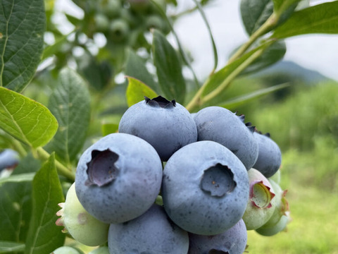 農薬不使用｜仙台市秋保産ブルーベリー｜120ｇｘ4パック合計480ｇ｜化粧箱冷蔵配送