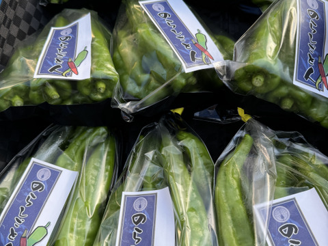 【今が旬！】肉厚ジューシー甘長とうがらし【甘とう美人】BBQに！串焼きに！(1箱300g✖️3袋入り)