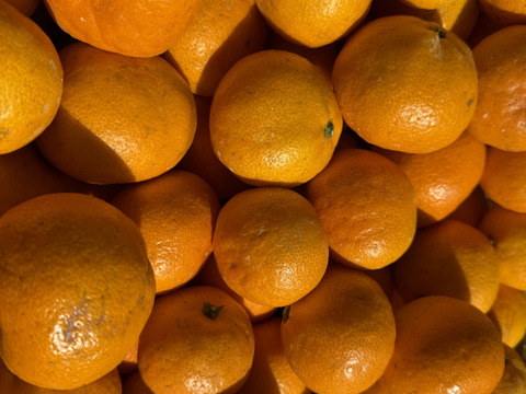 和歌山県産　完熟ゆら早生　(10kg)