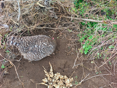 自然栽培　菊芋　4.5キロ