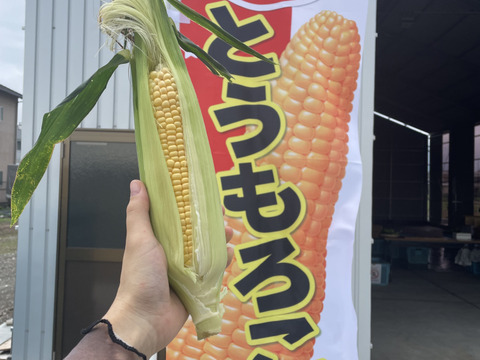 ＼日付指定可能／黄色とうもろこし10本！当日収穫、発送！！