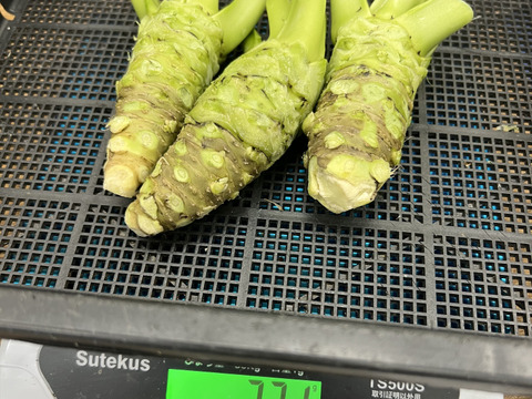 【産地直送4月21日収穫分】創業125年安曇野の湧水育ち。安曇野産本生わさび。貴重な大サイズ３００ｇ。新品種。