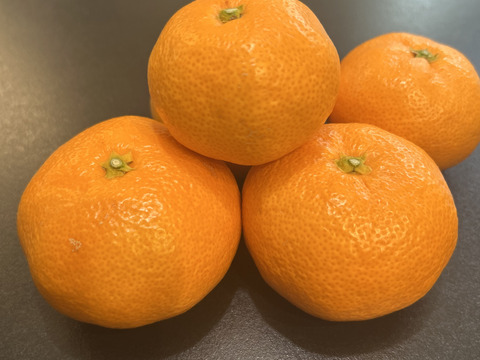 高糖系みかん代表【総合２１】🍊２．５キロ【数量限定！】