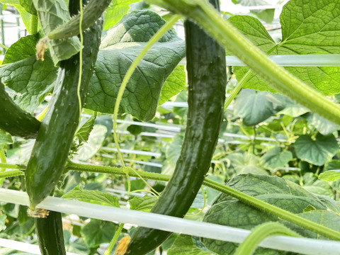 【曲がり】ハウスきゅうり　2.5キロ　宮崎県産