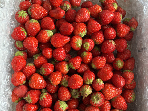 【加工に最適！容量たっぷり！】小粒いちご　1kg 『バラ詰め』 紅ほっぺ