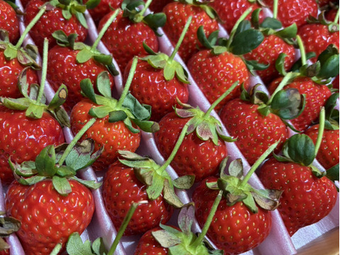 大切な方へイチゴで想いを届ける！「品種：恋みのり（3L以上）」（1.3kg）