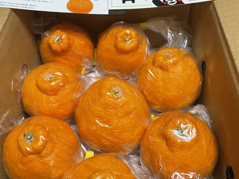 早い者勝ちお試し2k不知火デコ柑