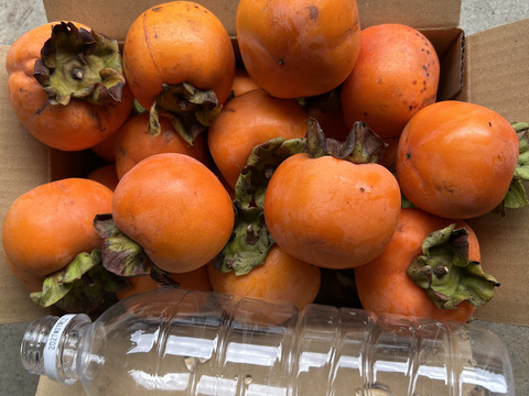 小さめ渋柿2Kg。柿酢など瓶詰めしやすい。干し柿にも