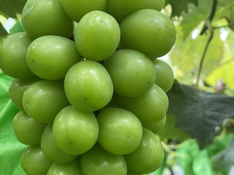 岡山県産✨【クール便】シャインマスカット1kg（2房入）ご家族用に🎶目玉商品✨