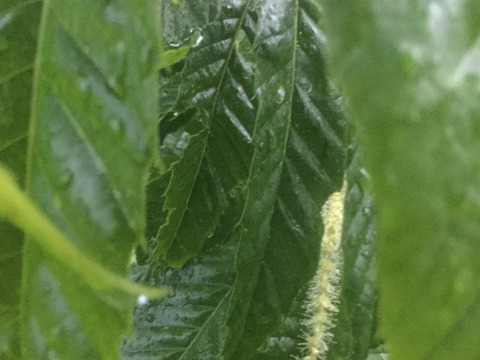 北海道産！食べ応え抜群！大粒！1000g