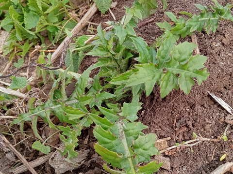 白神山地の山あざみ（若芽）200ｇ