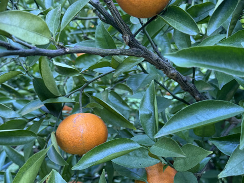 べにばえ（無農、ノーワックス）