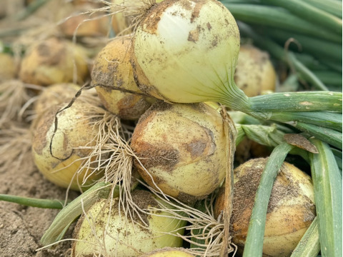 サラダで焼きで！あなた史上『1番美味しい玉ねぎ』になりたい【オニまる】約5キロ入