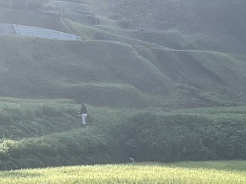 令和7年新米低農薬広島県産あきさかり10kg 精米済