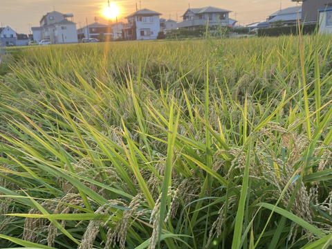 【令和7年新米】天日干し　コシヒカリ2kg