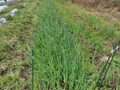 今が最高に美味しいサラダ玉ねぎ　3キロ