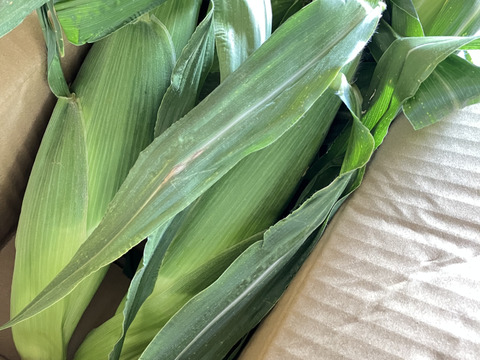 お試し(^^)生でもOK!!白いとうもろこし《ピュアホワイト》