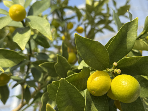 【New】定番いちじく×初登場金柑のドライフルーツセット○⚪︎国産・農薬不使用・無添加・濃縮・美容　自宅用、贈答用