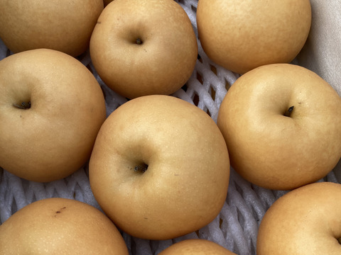 糖度13度以上保証！☆日本一大きな梨、贈答にもお薦め、愛宕梨【5kg（5-8個）】