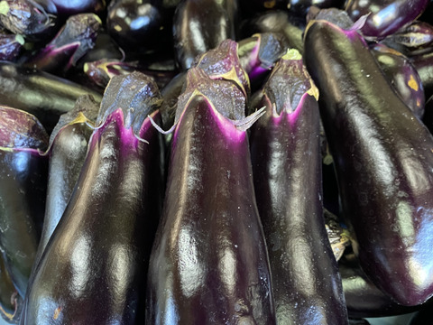 【冷蔵便】朝取れ新鮮‼️トゲなし茄子❗️たっぷり5kg入‼️