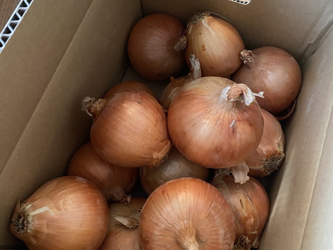 玉ねぎ4kg🅱️🧅淡路島極熟玉葱　シャーロットオニオン　玉ねぎ大国淡路島からのたまねぎ