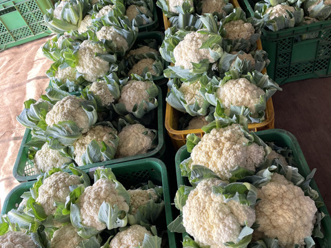 初夏のカリフラワー⭐️6個セット