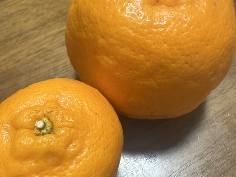 愛農園🍊5kg   ポンカン