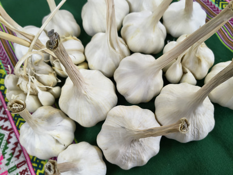愛情たっぷり育てたにんにく1ｋｇ　約15玉分　パチャママ農園