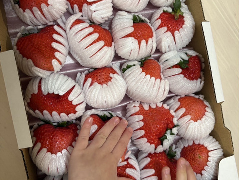 【数量限定】大きすぎてゴメンなさい！不揃いイチゴ