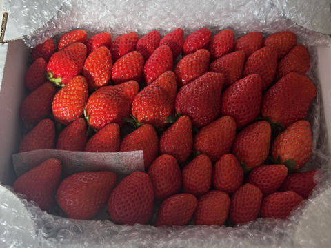 4P)約1kg【いちご・とちあいか】実がしっかりして酸味が少なく甘さが