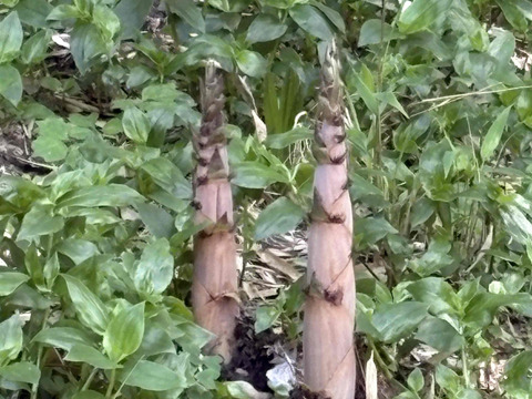 筍農家が作る！有度山日本平竹の子『淡竹』水煮パック150g×8p