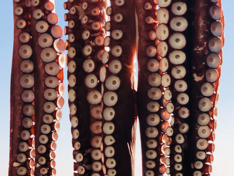 【北三陸田野畑産】　茹で水タコ　足約1kg