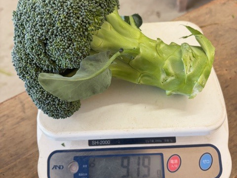 【訳あり】京都府産　甘～くて美味しい♪山城のブロッコリー3株