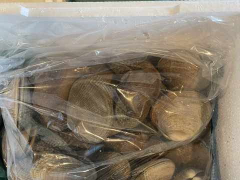 ワイズユースの恵み　根室市風蓮湖・温根沼産　特大アサリ＜1.0㎏＞砂出し済み